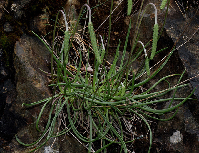 Plantago sp.